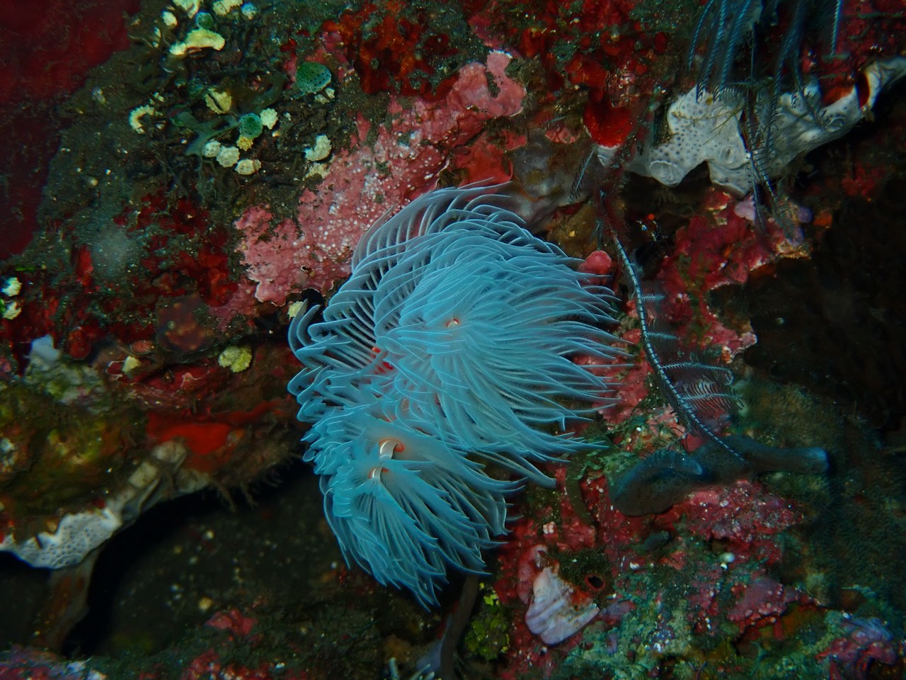 Protula bispiralis